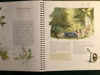 Humlans herbarium - Flora, v&auml;xtpress & herbarium 