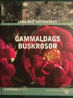 Gammaldags buskrosor
