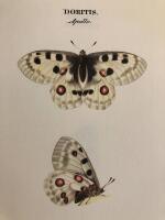 Swenska fj&auml;rilar : ordo Lepidoptera - I-II + Kommentarvolym. 3 volymer, komplett i kassett.