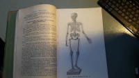 Rauber&acute;s Lehrbuch der Anatomie des Menschen