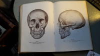 Rauber&acute;s Lehrbuch der Anatomie des Menschen