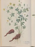 V&aring;ra medicinalv&auml;xter