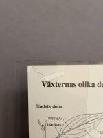 Kustflora : best&auml;mningsbok f&ouml;r 376 arter