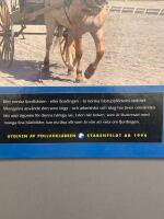 Fjordingen : arvet fr&aring;n vikingarna