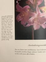 Efraimsson, R/Opp amaryllis