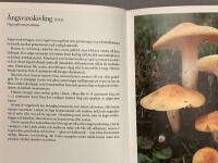 Nylen, B/V&aring;ra matsvampar