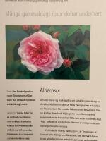 Rosor : Tr&auml;dg&aring;rd med f&auml;rg