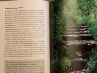 Feng shui f&ouml;r svenska tr&auml;dg&aring;rdar