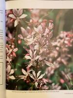 Doftande v&auml;xter : till nytta och n&ouml;je