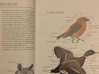 F&aring;glarna i Norden