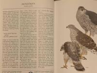 F&aring;glarna i Norden