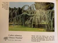 Tr&auml;dg&aring;rdens barrv&auml;xter