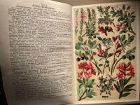 Flore des Alpes / Flore colori&eacute;e portative du touriste dans les alpes.