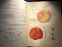 Svensk frukt. F&auml;rglagda  avbildningar, j&auml;mte beskrivningar &ouml;ver i Sverige odlade frukt- och b&auml;rsorter