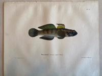Skandinaviens fiskar, m&aring;lade efter lefvande exemplar och ritade p&aring; sten. Sm&ouml;rbult. pl. 36.