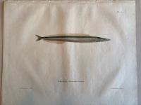 Skandinaviens fiskar, m&aring;lade efter lefvande exemplar och ritade p&aring; sten. Tobiskung. pl. 54.