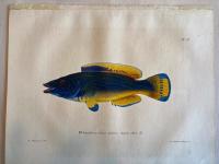 Skandinaviens fiskar, m&aring;lade efter lefvande exemplar och ritade p&aring; sten. Bl&aring;snultra. pl. 37.