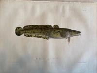 Skandinaviens fiskar, m&aring;lade efter lefvande exemplar och ritade p&aring; sten. Lake. pl. 41.