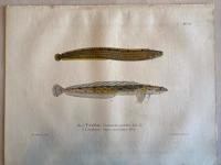 Skandinaviens fiskar, m&aring;lade efter lefvande exemplar och ritade p&aring; sten. Tistefisk/L&aring;ngbarn. pl. 25.