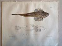 Skandinaviens fiskar, m&aring;lade efter lefvande exemplar och ritade p&aring; sten. Sj&ouml;kock. pl. 23.