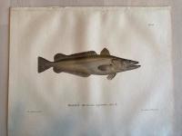 Skandinaviens fiskar, m&aring;lade efter lefvande exemplar och ritade p&aring; sten. Kummel. pl. 33.