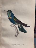 The natural history of humming-birds plate 14
