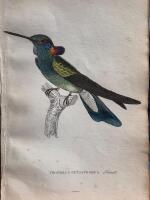 The natural history of humming-birds plate 13