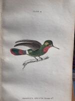 The natural history of humming-birds plate 16