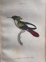 The natural history of humming-birds plate 18