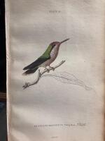 The natural history of humming-birds plate 19