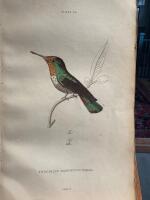 The natural history of humming-birds plate 20