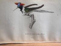 The natural history of humming-birds plate 21