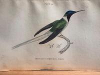 The natural history of humming-birds plate 22