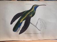 The natural history of humming-birds plate 34