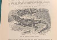 Träsnitt ”Bältstjärt (Zonurus cordylus)” ur bok från 1903 