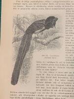 Träsnitt ”Paradisskata (Astapia nigra)” ur bok från 1903 