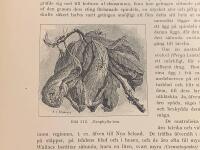 Träsnitt ”Aecophylla-myrans bo” ur bok från 1903 