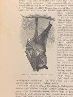 Träsnitt ”Fruktätande flygande hund” ur bok från 1903 