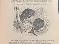 Träsnitt ”Spensliga lorier (Loris gracilis)” ur bok från 1903 