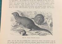 Träsnitt ”Mungo (Herpestes mungo)” ur bok från 1903 