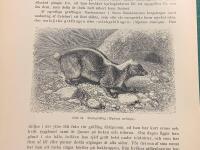 Träsnitt ”Skunk” ur bok från 1903 