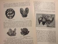 Träsnitt ”Flera fladdermöss” ur bok från 1903 