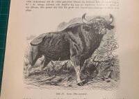 Träsnitt ”Gaur (Bos gaurus)” ur bok från 1903 