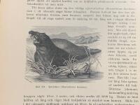 Träsnitt ”Sjöelefant (Macrorhinus leoninus)” ur bok från 1903 