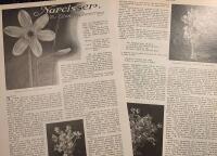 Retro-artikel &rdquo;Narcisser&rdquo; fr&aring;n 1916