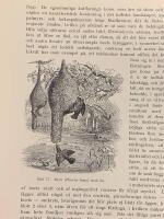 Tr&auml;snitt &rdquo;Bayav&auml;vare (ploceus baya)&rdquo; ur bok fr&aring;n 1903 