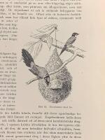 Tr&auml;snitt &rdquo;Gr&aring;huvad bredn&auml;bb&rdquo; ur bok fr&aring;n 1903 