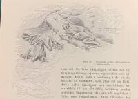 Tr&auml;snitt &rdquo;Flygande groda (Rhacophorus Reinwardli)&rdquo; ur bok fr&aring;n 1903 