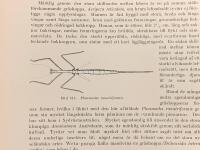 Tr&auml;snitt &rdquo;Insekten v&aring;rtbitare&rdquo; ur bok fr&aring;n 1903 