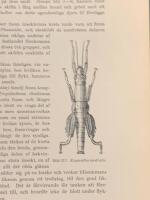 Tr&auml;snitt &rdquo;Vandrande pinne (Erychantha australis)&rdquo; ur bok fr&aring;n 1903 